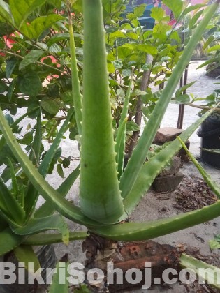 ঘৃত্যকুমারী/Aloe Vera